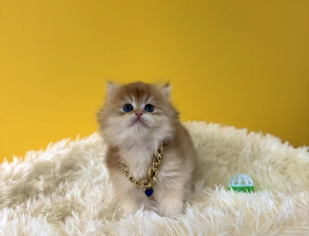 Muhteşem Altın Rengi Golden British Longhair - 9568