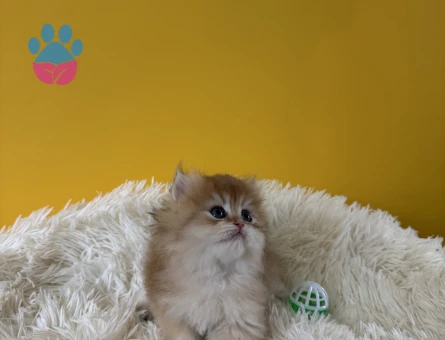 Muhteşem Altın Rengi Golden British Longhair - 9568 - Görsel 3
