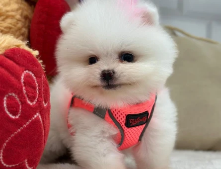 POMERANIAN ÜRETİM ÇİFTLİĞİNDEN - 9571