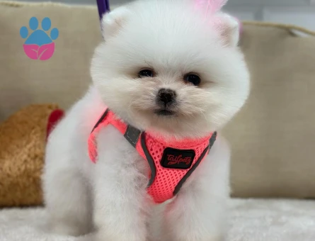 POMERANIAN ÜRETİM ÇİFTLİĞİNDEN - 9571 - Görsel 4