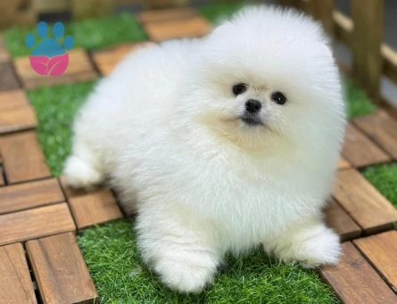 POMLİFETURKEY DEN EN İYİSİ - 9573 - Görsel 3