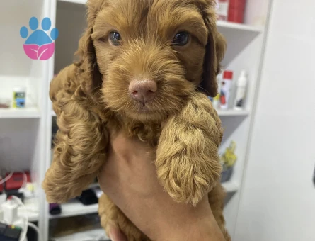 90 günlük cockapoo ırk - 9575