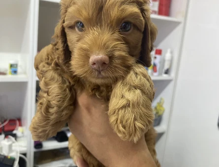 90 günlük cockapoo ırk - 9575