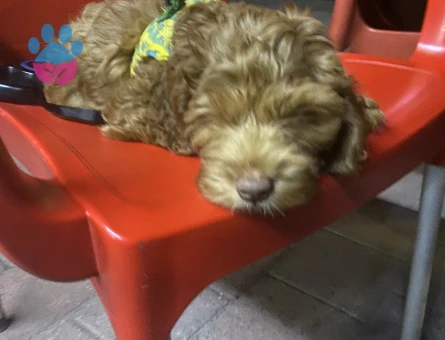 90 günlük cockapoo ırk - 9575 - Görsel 3