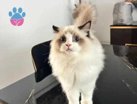 RAGDOLL YAVRUSU 4 AYLIK ERKEK - 9577 - Görsel 3
