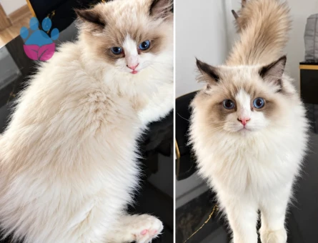 RAGDOLL YAVRUSU 4 AYLIK ERKEK - 9577 - Görsel 2