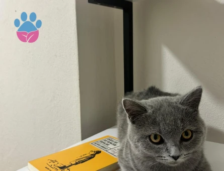 British Shorthair Eşyalarıyla beraber verilecek sevecen kedi - 9580 - Görsel 2