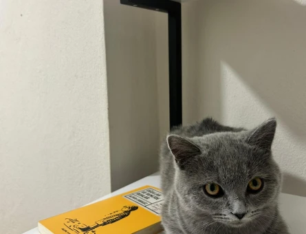 British Shorthair Eşyalarıyla beraber verilecek sevecen kedi - 9580