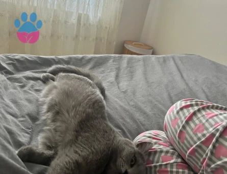 British Shorthair Eşyalarıyla beraber verilecek sevecen kedi - 9580 - Görsel 3