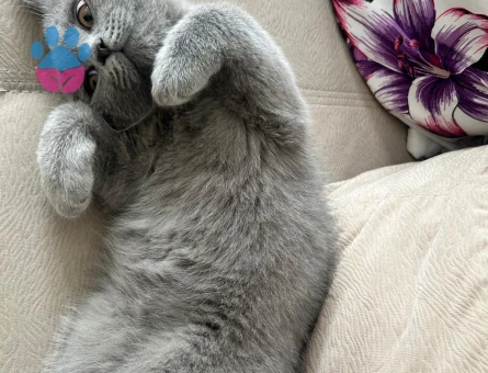 British Shorthair Eşyalarıyla beraber verilecek sevecen kedi - 9580 - Görsel 4