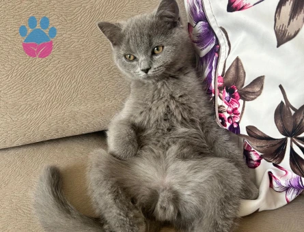 British Shorthair Eşyalarıyla beraber verilecek sevecen kedi - 9580 - Görsel 5