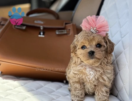 Maltipoo Mini Sevimli Bebekler - 9584 - Görsel 4