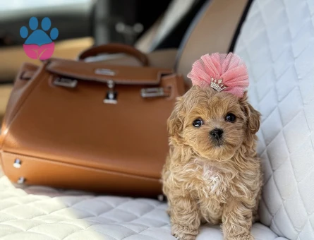 Maltipoo Mini Sevimli Bebekler - 9584 - Görsel 3