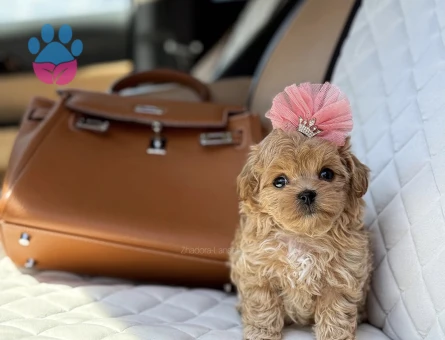 Maltipoo Mini Sevimli Bebekler - 9584