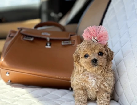 Maltipoo Mini Sevimli Bebekler - 9584