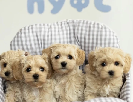 Ailesini Bekleyen Maltipoo Sevimli Yavrular - 9585