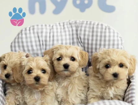 Ailesini Bekleyen Maltipoo Sevimli Yavrular - 9585 - Görsel 3