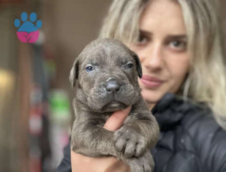 Cane Corso Yavrular - 9586