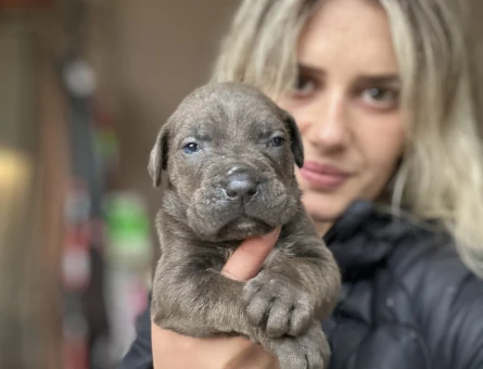 Cane Corso Yavrular - 9586