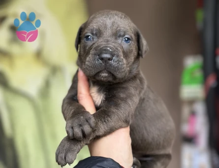 Cane Corso Yavrular - 9586 - Görsel 3