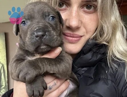 Cane Corso Yavrular - 9586 - Görsel 4