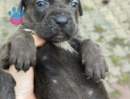 Cane Corso Yavrular - 9586 - Görsel 5