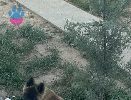 AMERİCAN AKİTA 1 YAŞINDA - 9587 - Görsel 2
