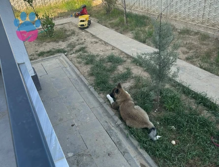 AMERİCAN AKİTA 1 YAŞINDA - 9587 - Görsel 3