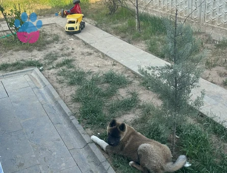 AMERİCAN AKİTA 1 YAŞINDA - 9587 - Görsel 4