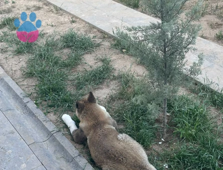 AMERİCAN AKİTA 1 YAŞINDA - 9587 - Görsel 5