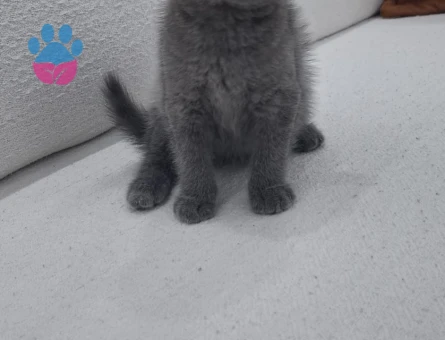 Scottish Fold Kedi Yuva Arıyor - 9588 - Görsel 2