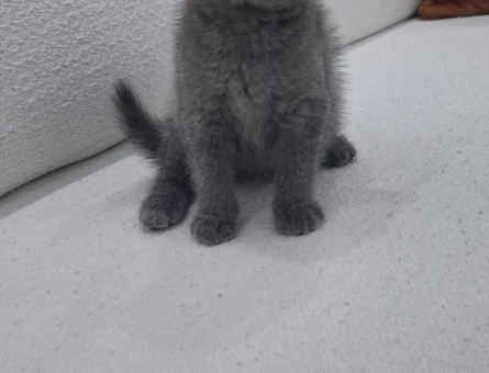 Scottish Fold Kedi Yuva Arıyor - 9588