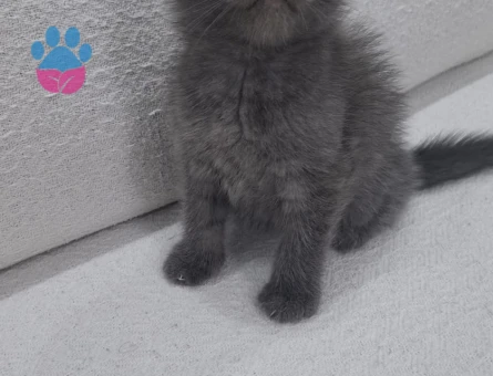 Scottish Fold Kedi Yuva Arıyor - 9588 - Görsel 3