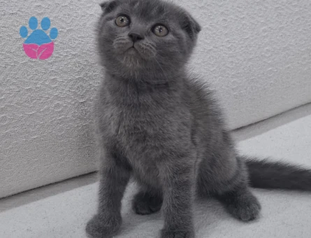 Scottish Fold Kedi Yuva Arıyor - 9588 - Görsel 5