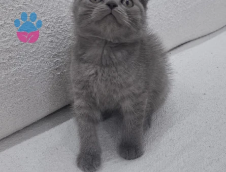 Scottish Fold Kedi Yuva Arıyor - 9588 - Görsel 4