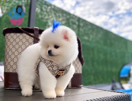 Orjinal Pomeranian Bo yavrumuz moi - 9589 - Görsel 3