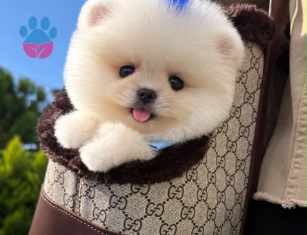 Orjinal Pomeranian Bo yavrumuz moi - 9589