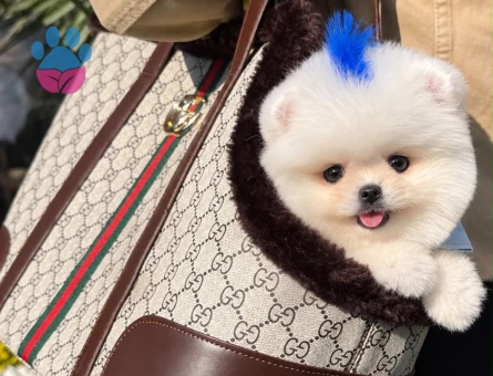 Orjinal Pomeranian Bo yavrumuz moi - 9589 - Görsel 4