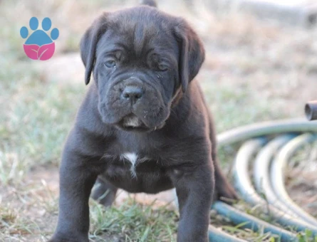 Irk ve sağlık garantili cane corso yavrularım - 9590