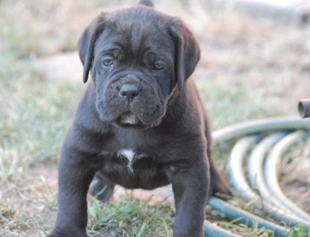 Irk ve sağlık garantili cane corso yavrularım - 9590