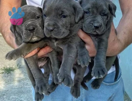 Irk ve sağlık garantili cane corso yavrularım - 9590 - Görsel 3