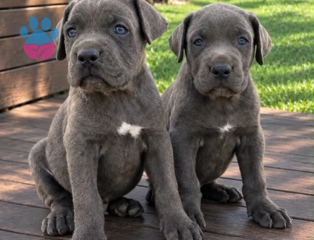 Irk ve sağlık garantili cane corso yavrularım - 9590 - Görsel 4