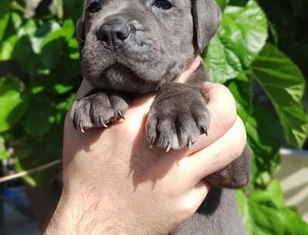 Muhteşem anatomi cane corso yavrularım - 9591