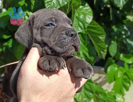 Muhteşem anatomi cane corso yavrularım - 9591 - Görsel 3