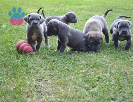 Muhteşem anatomi cane corso yavrularım - 9591 - Görsel 4