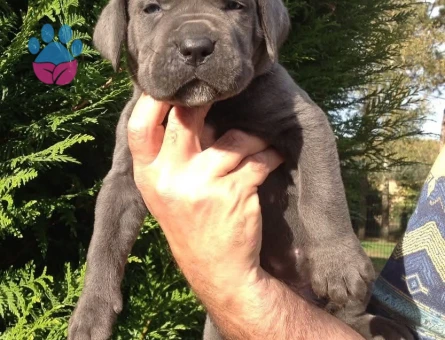 Muhteşem anatomi cane corso yavrularım - 9591 - Görsel 5