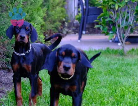 King doberman yavrularım - 9592 - Görsel 3