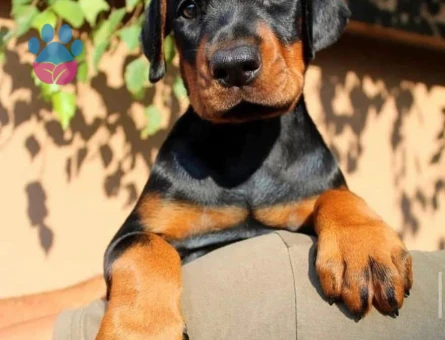 King doberman yavrularım - 9592