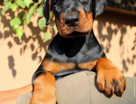 King doberman yavrularım - 9592