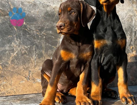 King doberman yavrularım - 9592 - Görsel 5